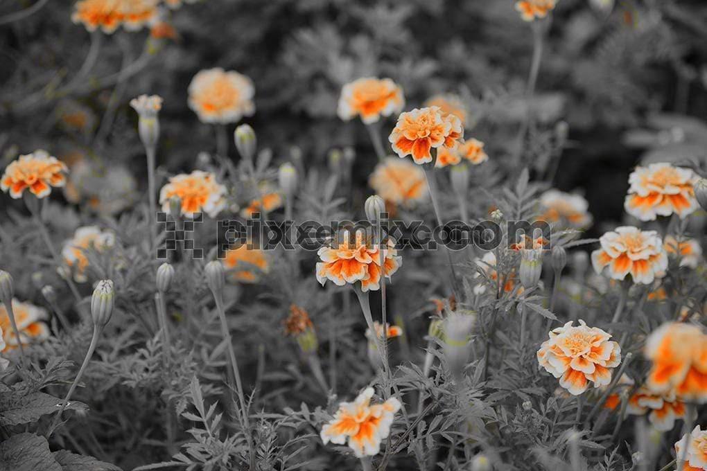 Selective color photography of orange petaled flower image