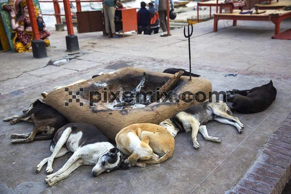 Group of dogs peacefully sleeping side of agni kund image